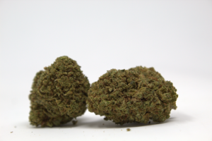 Primer plano de un cogollo compacto de Gelato Cream CBD Glasshouse para Green Gourmet, mostrando tricomas brillantes y pistilos anaranjados.
