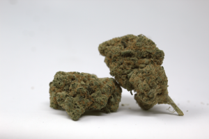 Cogollo de flor CBD Amnesia Premium de 1 gramo con alta concentración de resina, pistilos anaranjados y aroma cítrico intenso para Green Gourmet.