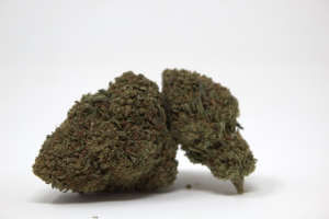 Primer plano de flor CBD Peace Mode 1g de Green Gourmet, resaltando los pistilos anaranjados y la resina del cultivo Glasshouse.